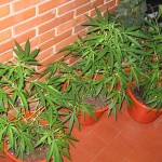 Hallan cultivos de marihuana con detector de polen ¡Y no precisamente de una maceta!