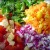 ensaladas1