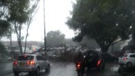 Imagen del árbol que cayó en la Avenida 80 y produjo la muerte de un motociclista. Tomado de twitter @ConstantinoVar1