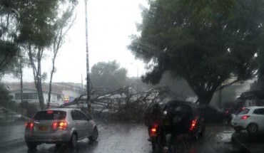 Imagen del árbol que cayó en la Avenida 80 y produjo la muerte de un motociclista. Tomado de twitter @ConstantinoVar1