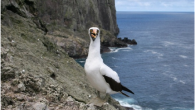 malpelo