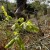 La plantación fue localizada hace una semana, por lo que las autoridades de ambos países realizaron el operativo dando con el laboratorio, sobre el borde fronterizo. EFE/Archivo