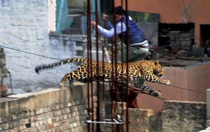 leopardo en la india