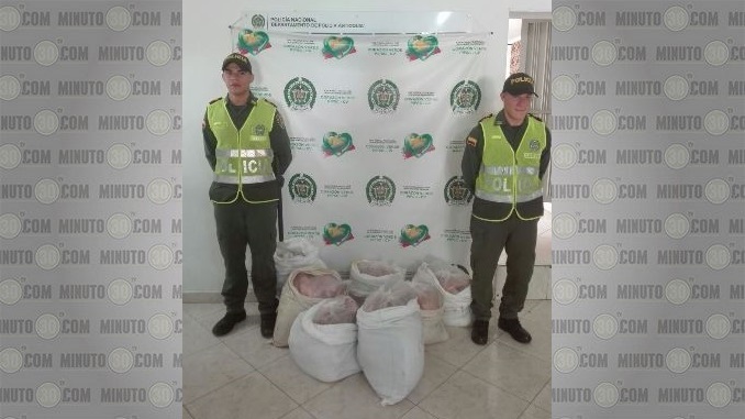 En Amagá la Policía decomisó 500 libras de carne de cerdo - Minuto30.com