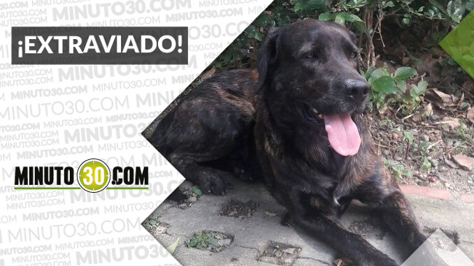 Este perrito fue encontrado en La Paz, Envigado - Minuto30.com