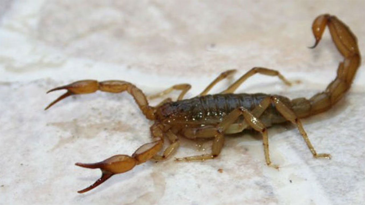 Alacrán picó la zona intima de un hombre en un hotel de Las Vegas