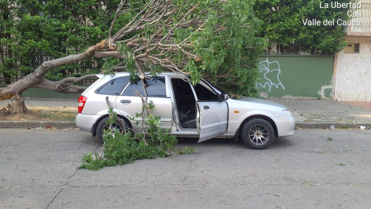 ¡Insólito! Un árbol se cayó sobre un vehículo en Cali