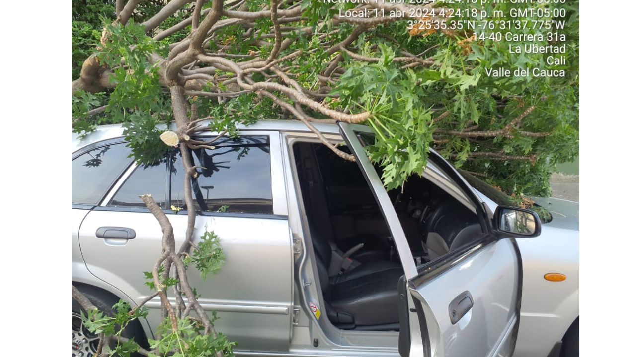 ¡Insólito! Un árbol se cayó sobre un vehículo en Cali